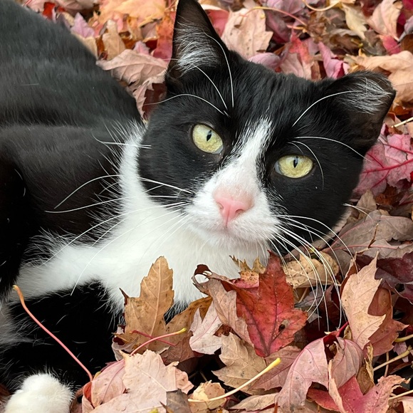 Meet your Posher, CJ - Picture 9 of 15